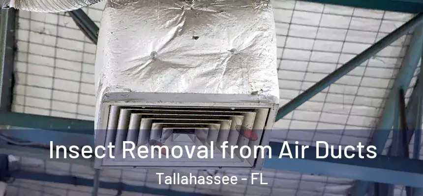 Insect Removal from Air Ducts Tallahassee - FL
